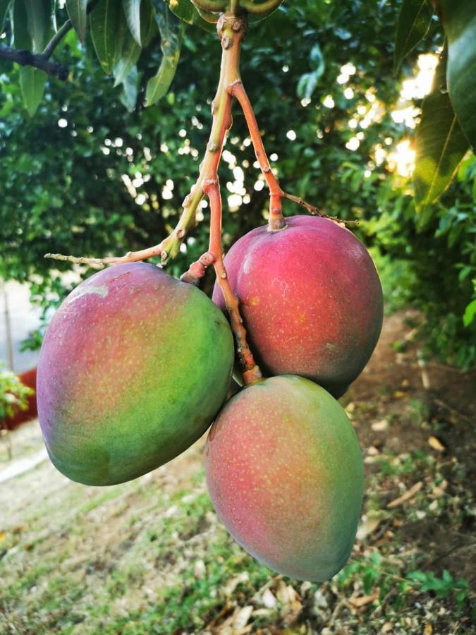 Casona Del Valle Potrerillos Ngoại thất bức ảnh